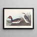 Grèbe à cou noir - John James Audubon — inramlat konstverk på väggen