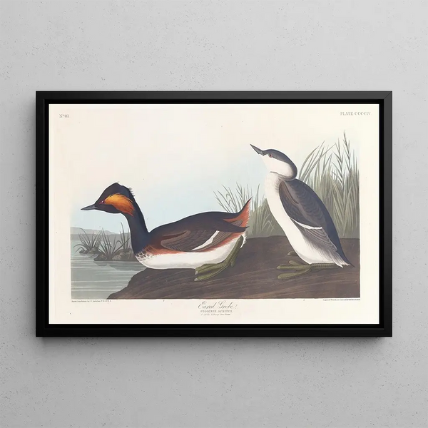 Grèbe à cou noir - John James Audubon — inramlat konstverk på väggen