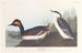 Grèbe à cou noir - John James Audubon — vy av konstverket