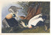 Eider à duvet - John James Audubon — vy av konstverket