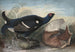 Coqs noirs anglais - John James Audubon — vy av konstverket