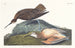 Tundrapipare - John James Audubon — vy av konstverket