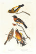 Gros-bec du soir, Gros-bec tacheté - John James Audubon — vy av konstverket