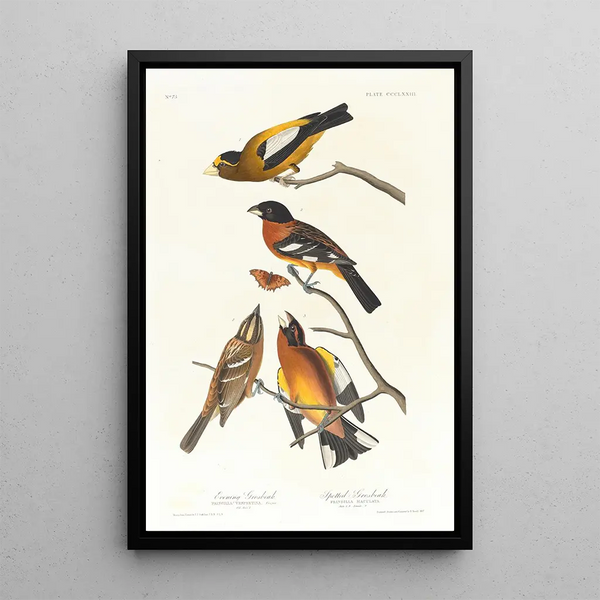 John James Audubon - Evening grosbeak Spotted grosbeak.webp