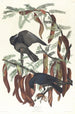Korpar fisk - John James Audubon — vy av konstverket