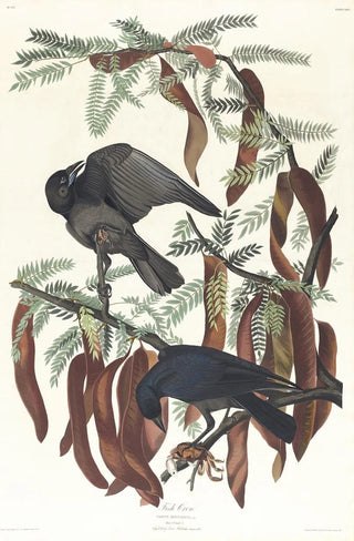 John James Audubon - Fish crow.webp