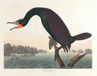 Cormoran de Floride - John James Audubon — vy av konstverket
