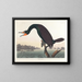 Cormoran de Floride - John James Audubon — inramlat konstverk på väggen