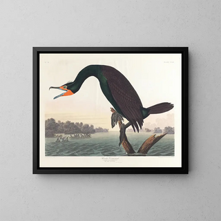 Cormoran de Floride - John James Audubon — inramlat konstverk på väggen