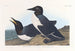 Guillemot insensé - John James Audubon — vy av konstverket