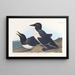Guillemot insensé - John James Audubon — inramlat konstverk på väggen
