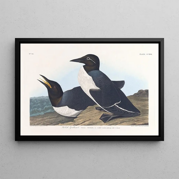 Guillemot insensé - John James Audubon — inramlat konstverk på väggen