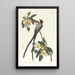 Tyran à longue queue - John James Audubon — inramlat konstverk på väggen