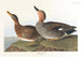 Kanadagås - John James Audubon — vy av konstverket