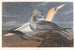 Fou de Bassan - John James Audubon — vy av konstverket