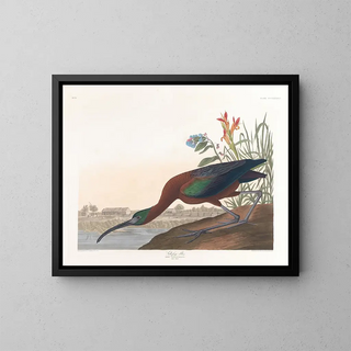 John James Audubon - Glossy ibis.webp
