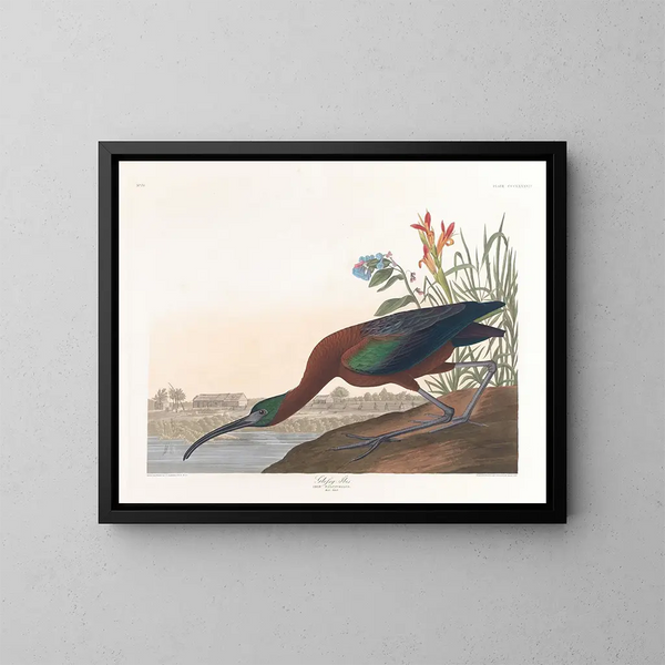 Ibis falcinelle - John James Audubon — inramlat konstverk på väggen