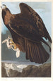 Kungahjort - John James Audubon — vy av konstverket