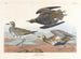 Gyllenlabb - John James Audubon — vy av konstverket