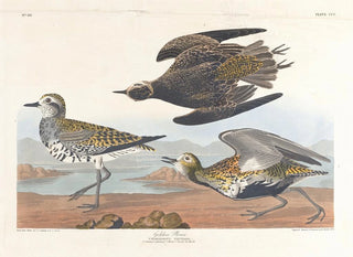 Gyllenlabb - John James Audubon — vy av konstverket