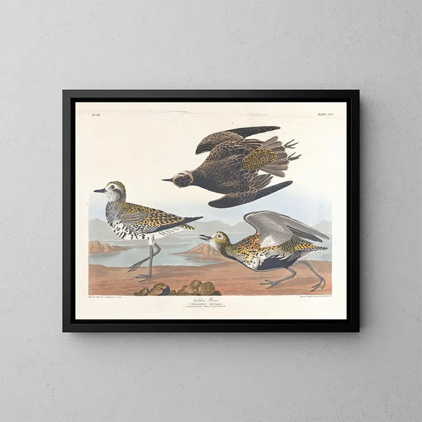 Gyllenlabb - John James Audubon — inramlat konstverk på väggen