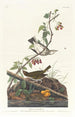 Gyllenhuvad Paruline - John James Audubon — vy av konstverket