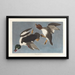 Garrot à œil d'or, Fuligula clangula - John James Audubon — inramlat konstverk på väggen