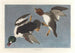 Garrot à œil d'or, Fuligula clangula - John James Audubon — vy av konstverket