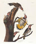 Pic à ailes dorées - John James Audubon — vy av konstverket