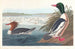 Harle bièvre - John James Audubon — vy av konstverket