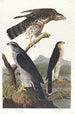 kring duvhökar - John James Audubon — vy av konstverket