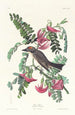 Tyran gris - John James Audubon — vy av konstverket