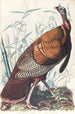 den stora amerikanska tuppen - John James Audubon — vy av konstverket