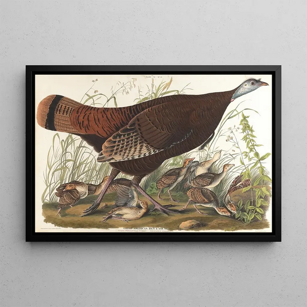 Stor målning av den amerikanska tupp, ung - John James Audubon — inramlat konstverk på väggen
