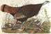 Stor målning av den amerikanska tupp, ung - John James Audubon — vy av konstverket