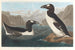 stor pingvin - John James Audubon — vy av konstverket