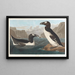 stor pingvin - John James Audubon — inramlat konstverk på väggen