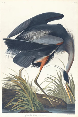 John James Audubon - Great blue heron.webp