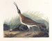 stor tundrappar - John James Audubon — vy av konstverket