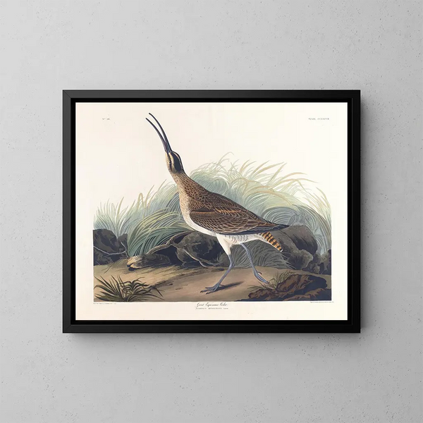 stor tundrappar - John James Audubon — inramlat konstverk på väggen