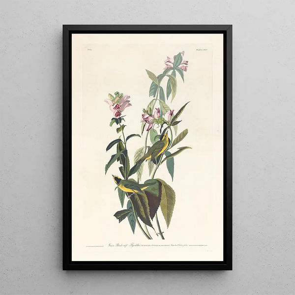 John James Audubon - Green blackcapt flycatcher.webp
