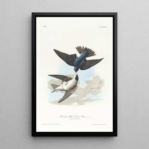 John James Audubon - Greenblue or white bellied swallow.webp