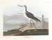 Barge à queue noire - John James Audubon — vy av konstverket