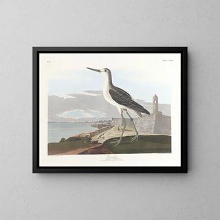 Barge à queue noire - John James Audubon — inramlat konstverk på väggen