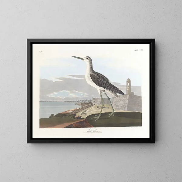Barge à queue noire - John James Audubon — inramlat konstverk på väggen