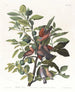 Colombe terrestre - John James Audubon — vy av konstverket