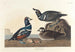 Kanin harlekin - John James Audubon — vy av konstverket