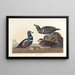 Kanin harlekin - John James Audubon — inramlat konstverk på väggen