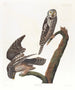 Uggla hökuggla - John James Audubon — vy av konstverket