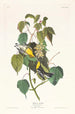 Paruline des pruches - John James Audubon — vy av konstverket